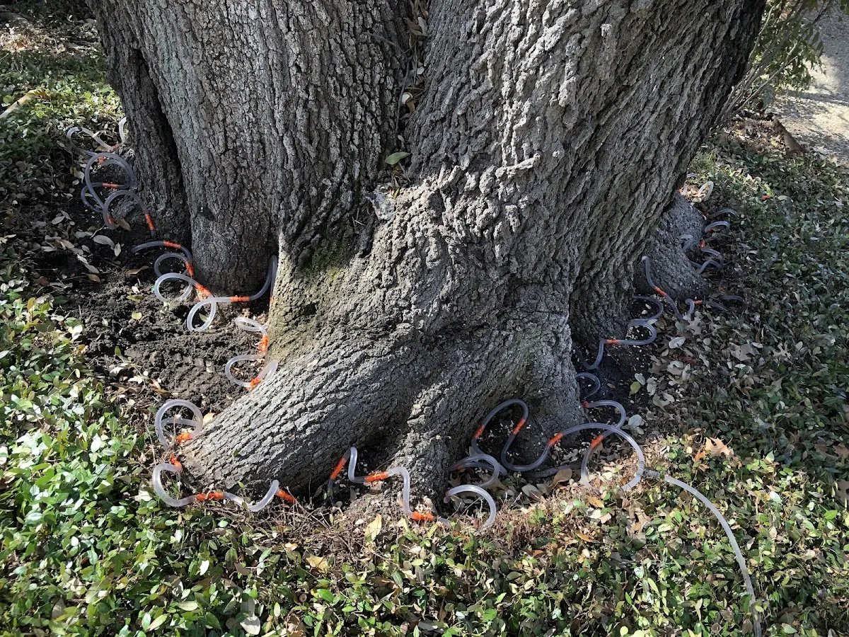 Detailed Tree Cabling and Bracing job site in Halcottsville