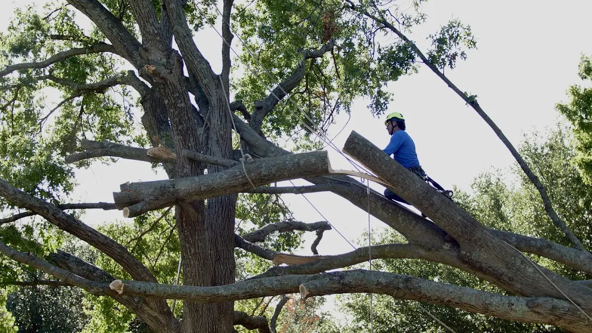 Professional Crown Thinning performed by certified arborists in Halcottsville