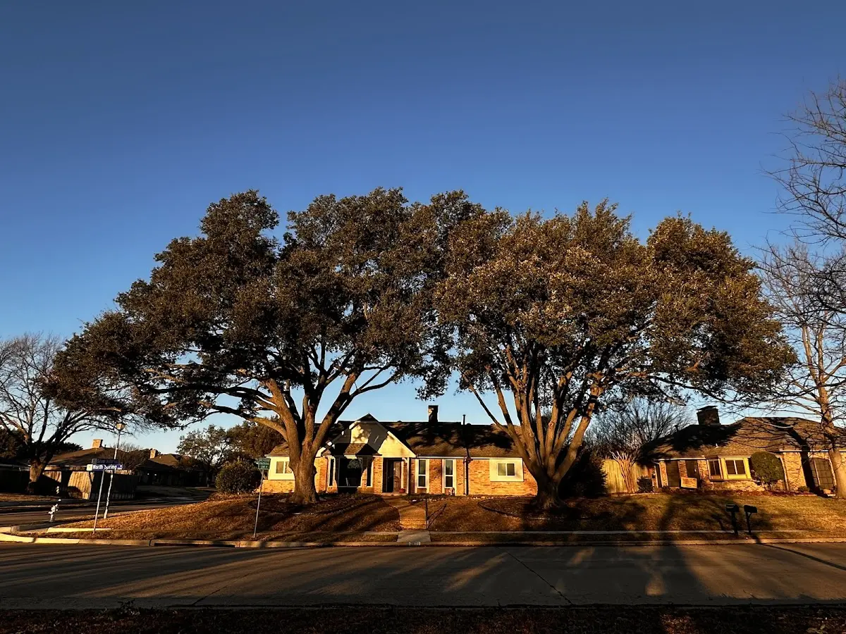 Established residential canopy tree shading a home in Halcottsville